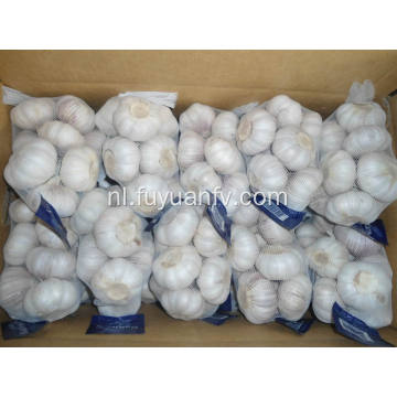 Pure White Garlic 5.5-6.0cm